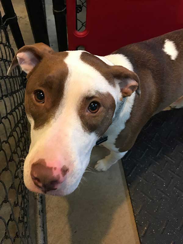 A pet at Town & Country Animal Hospital