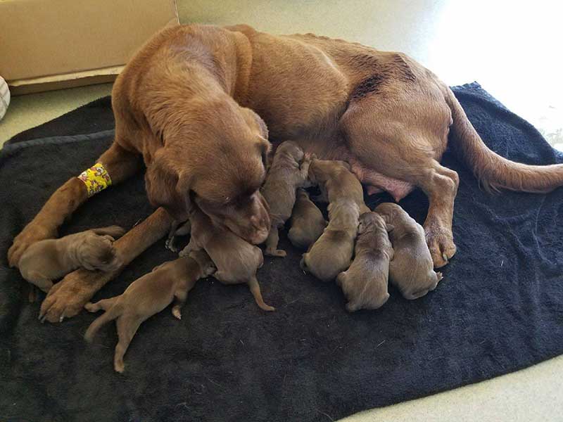 Veterinary care at Town & Country Animal Hospital