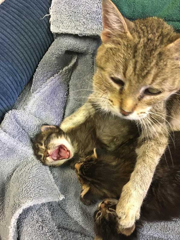 A patient at Town & Country Animal Hospital