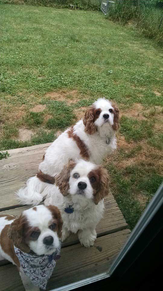 A companion animal at Town & Country Animal Hospital