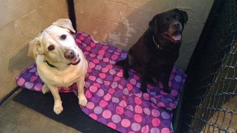 Town & Country Animal Hospital clinic