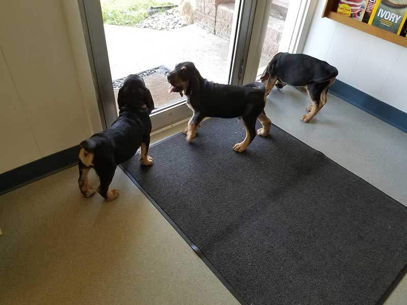 Veterinary services at Town & Country Animal Hospital