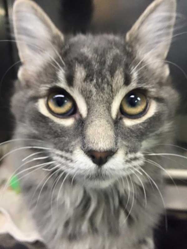 A pet cared for at Town & Country Animal Hospital