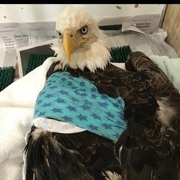 Bald Eagle patient at Town & Country Animal Hospital