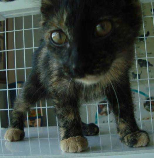 Doctor's Blog — Town & Country Animal Hospital