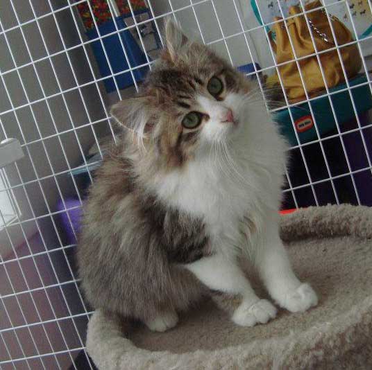 A patient at Town & Country Animal Hospital