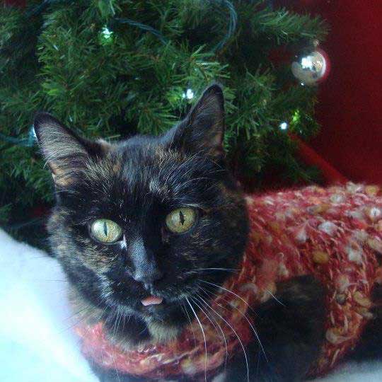 A companion animal cared for at Town & Country Animal Hospital
